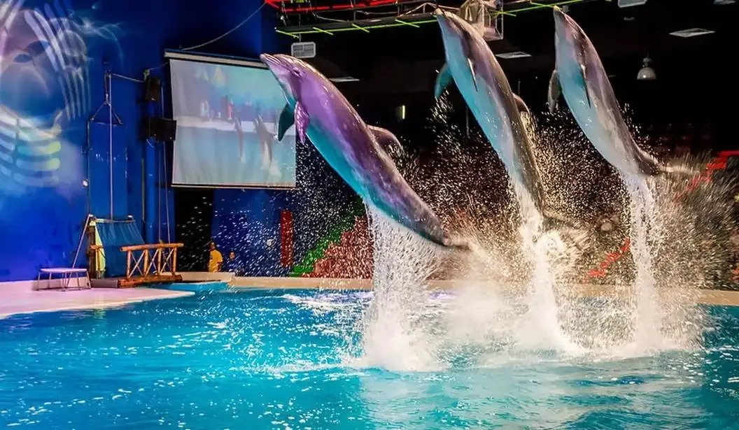 Dubai Dolphinarium Tickets – Dolphin & Seal Show