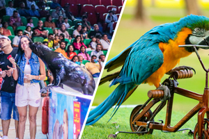 Dolphinarium & Bird Show – Creek Park